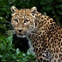 slides/IMG_0529.jpg chinese, leopard, wildlife, feline, big cat, cat, predator, fur, marking, spot, rosette, eye WBCW117 - Chinese Leopard